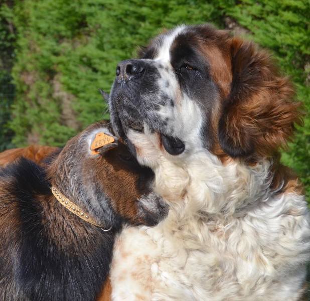 True Friendship (24 pics) True Friendship (24 pics)