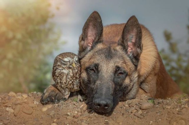 True Friendship (24 pics)