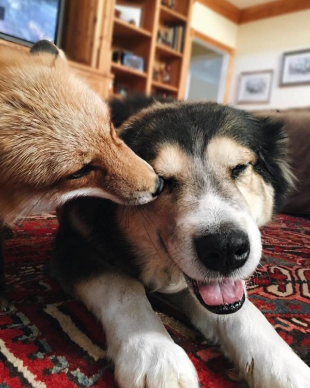 True Friendship (24 pics) True Friendship (24 pics)