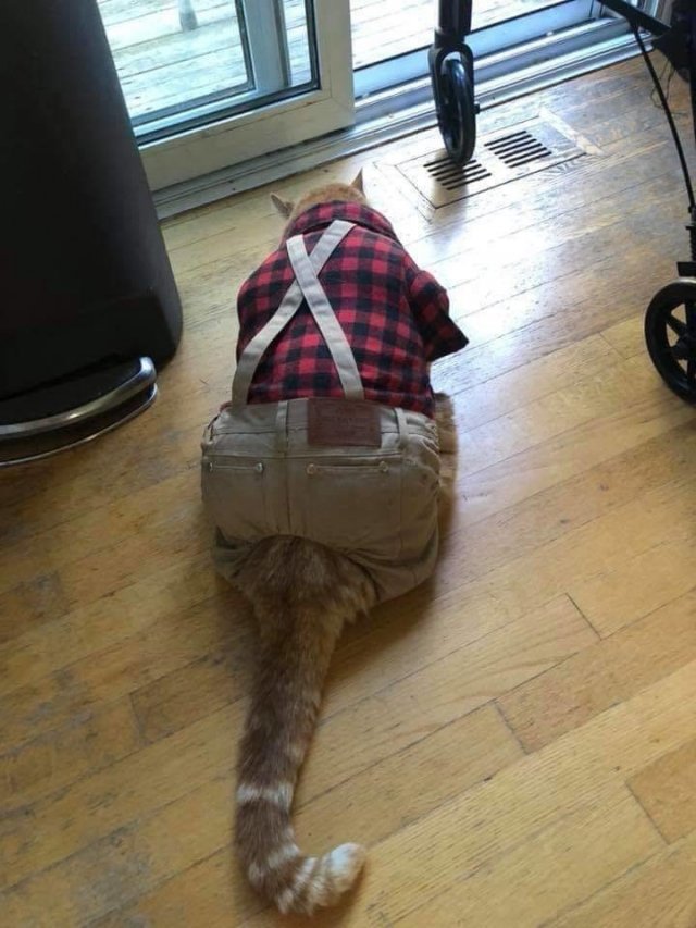 This Post Is About Cats (29 pics)