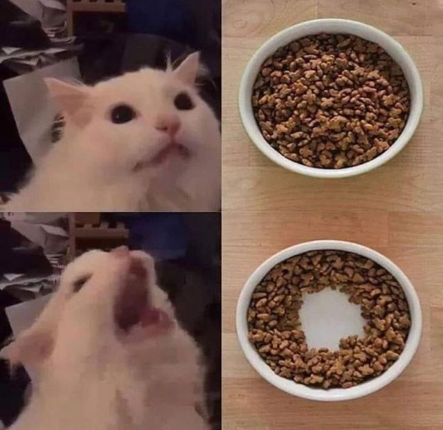 This Post Is About Cats (29 pics)