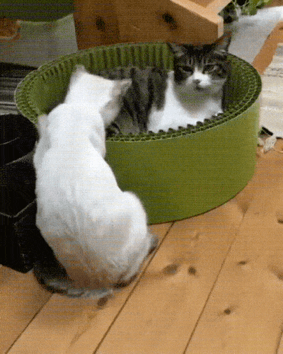 You Were Not Expecting That (15 gifs)