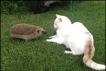 This Post Is About Cats (29 pics)
