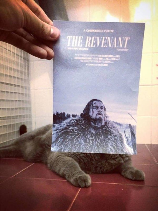 This Post Is About Cats (29 pics)