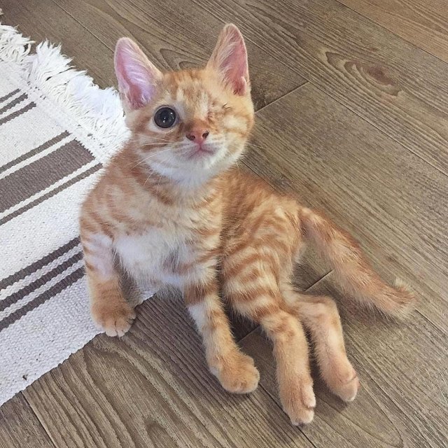 This Post Is About Cats (29 pics)