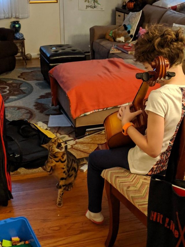 This Post Is About Cats (29 pics)