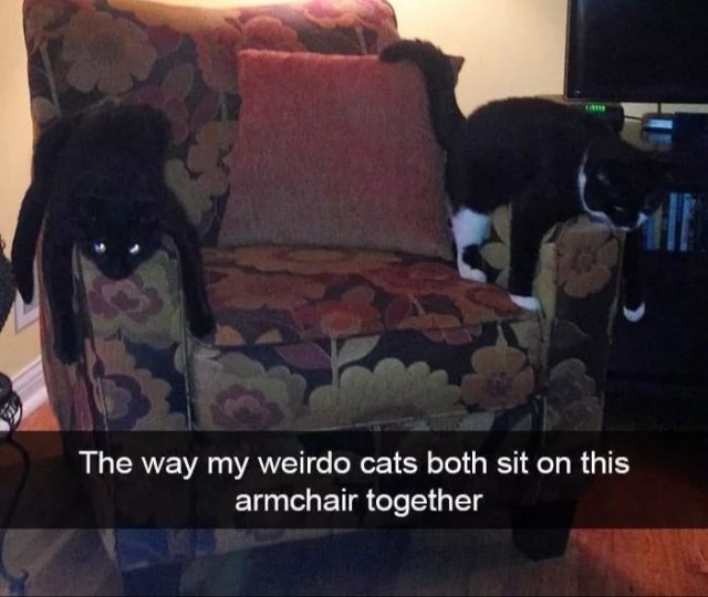 This Post Is About Cats (29 pics)