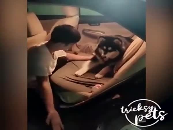 Doggo Just Want A Ride