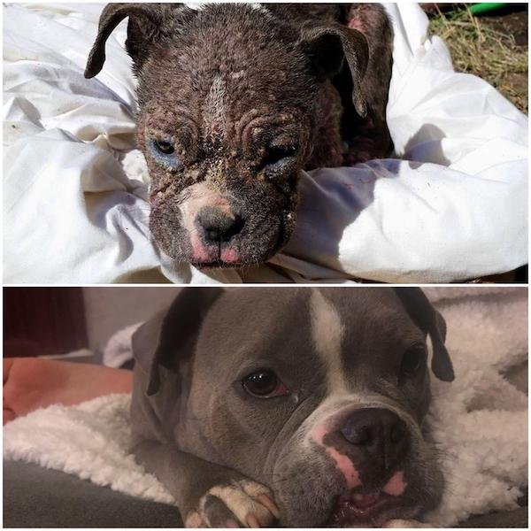 Photos Of Dogs Before & After Their Adoption (32 pics)