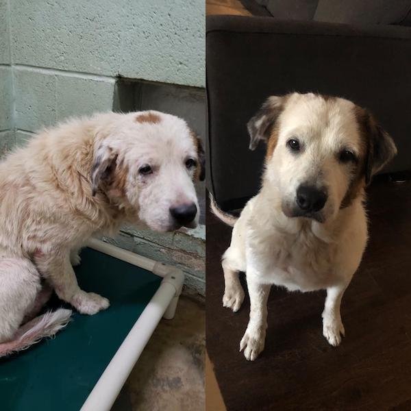 Photos Of Dogs Before & After Their Adoption (32 pics)