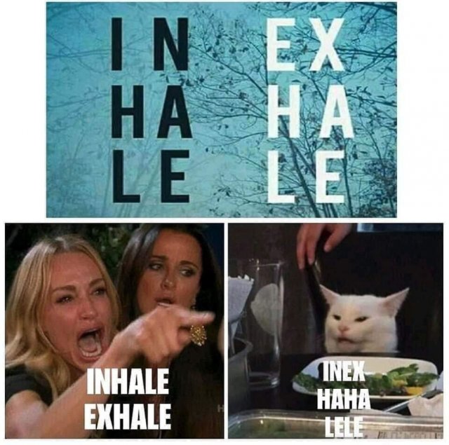 "Woman Yelling at a Cat" Memes (35 pics)