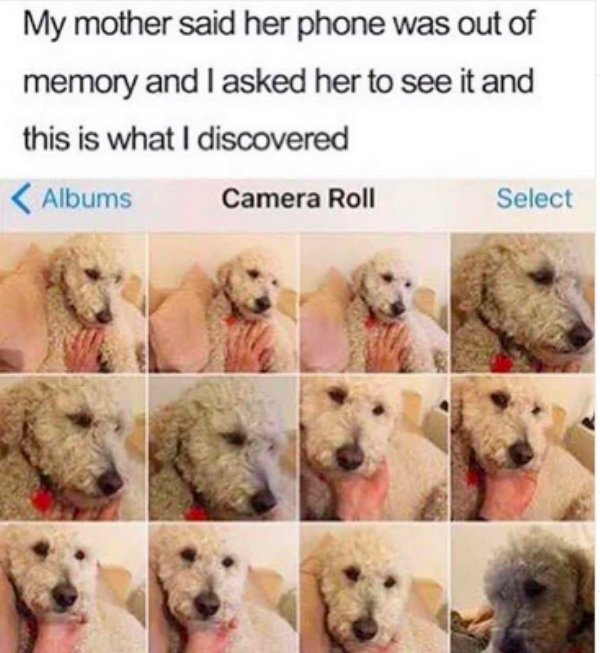 Pets Memes (26 pics)