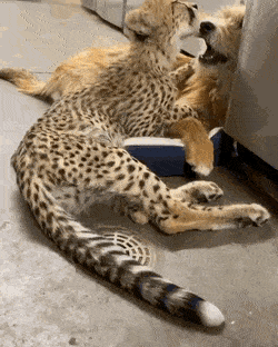 Acid Gifdump, November 6 (25 gifs)