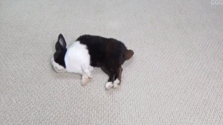 Acid Gifdump, November 6 (25 gifs)
