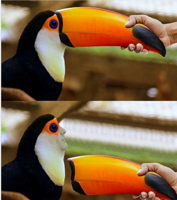 The Truth Behind Birds (31 pics)