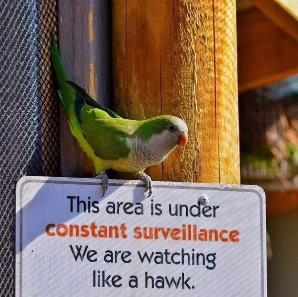 The Truth Behind Birds (31 pics)