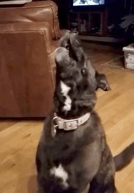 Ridiculous Dog Behavior (28 pics)