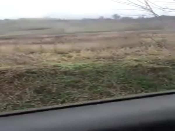 Women Saves Dog And Her Puppies Abandoned On The Side Of The Road