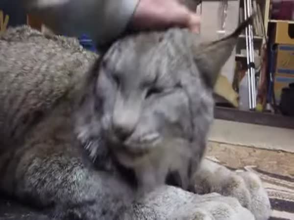 Big 'Cat' Likes To Be Pet