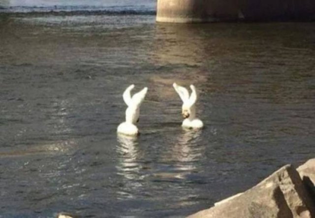 One Question: Why? (47 pics)
