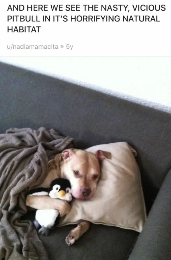 Pit Bulls Are Super Cute! (30 pics)