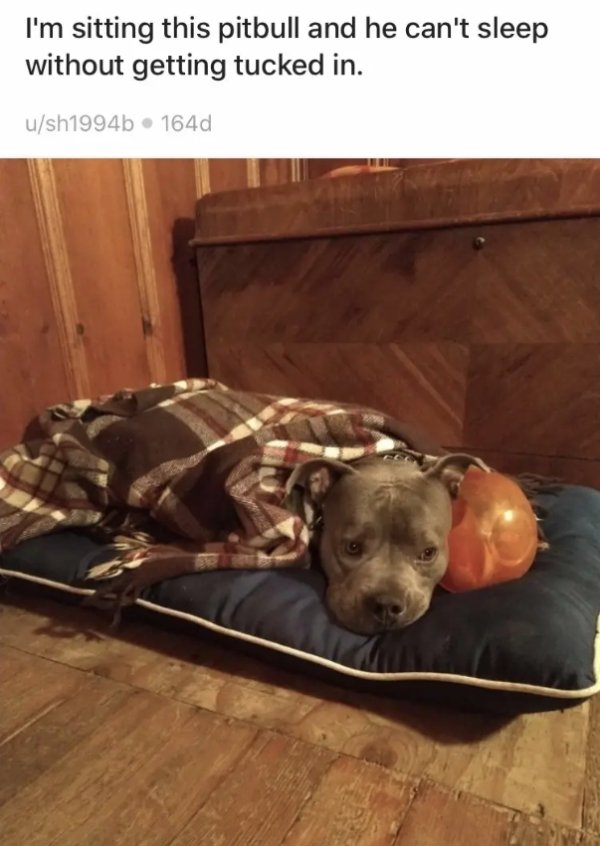 Pit Bulls Are Super Cute! (30 pics)