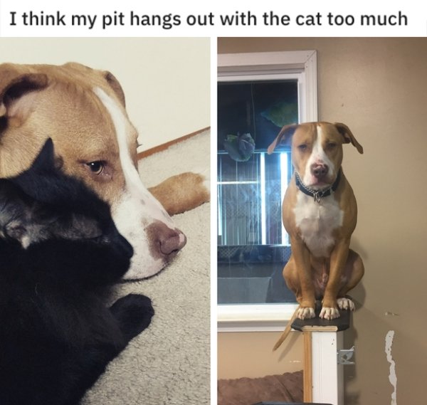 Pit Bulls Are Super Cute! (30 pics)