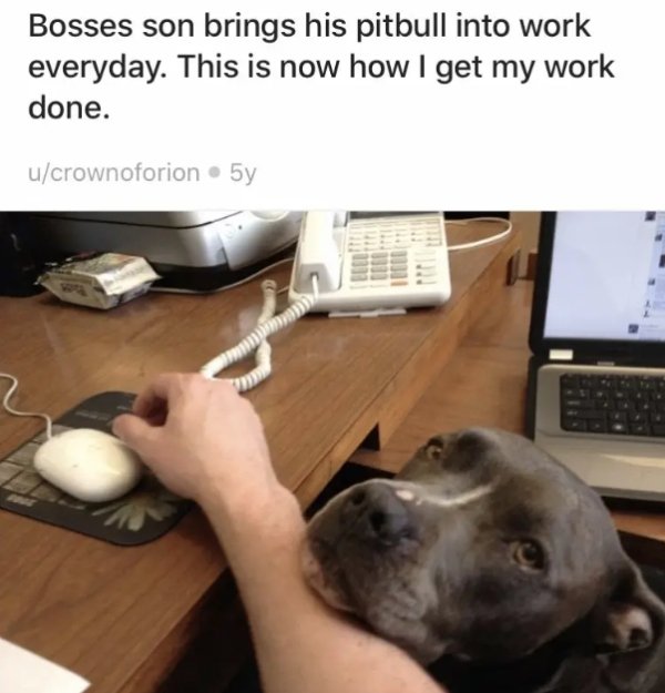 Pit Bulls Are Super Cute! (30 pics)