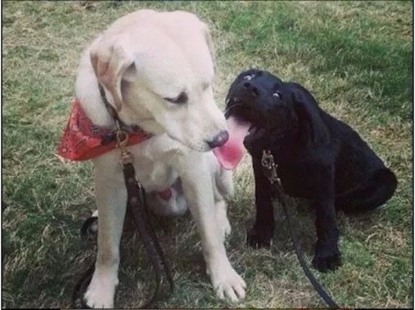 What's Going On Here? (25 pics)