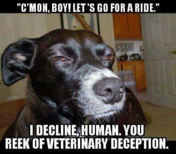 Dog Memes (25 pics)