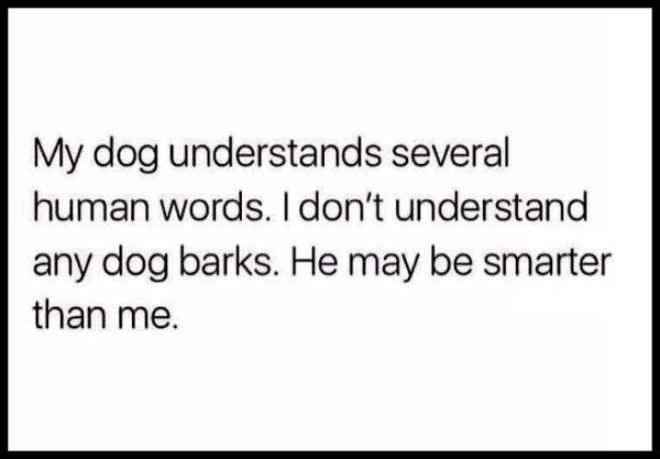 Dog Memes (25 pics)