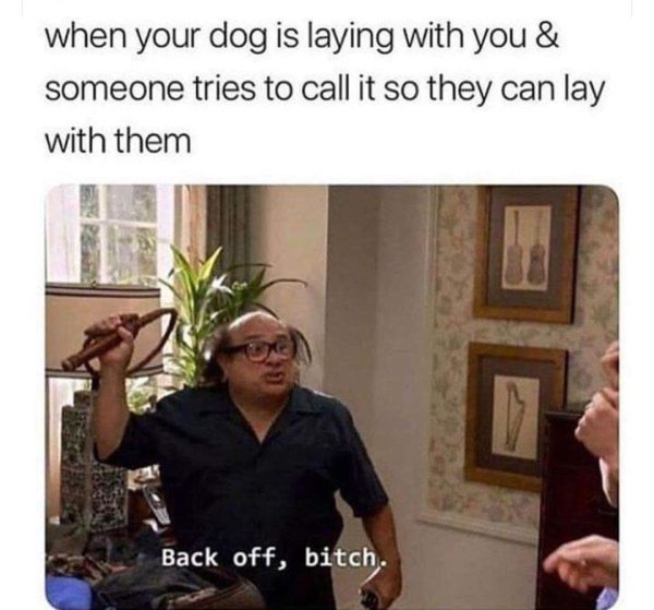 Dog Memes (25 pics)