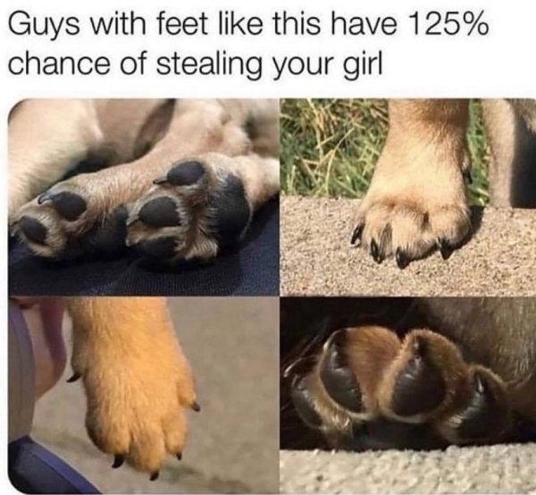 Dog Memes (25 pics)