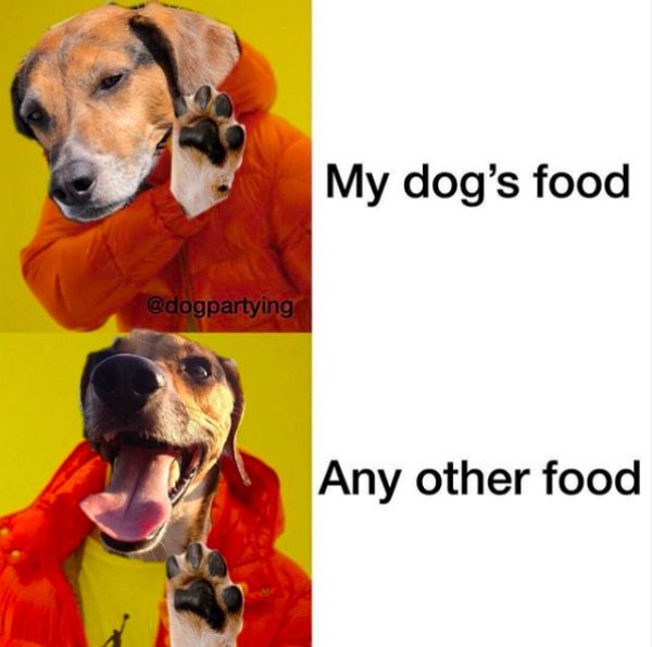 Dog Memes (25 pics)