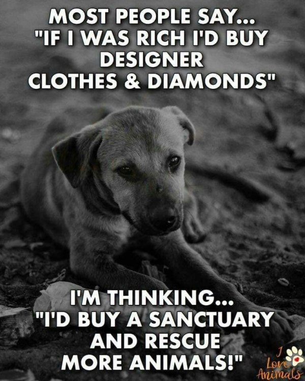Dog Memes (25 pics)