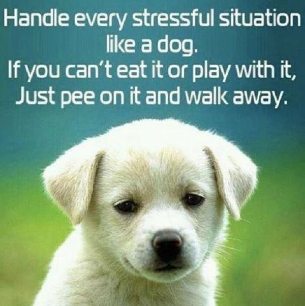 Dog Memes (25 pics)