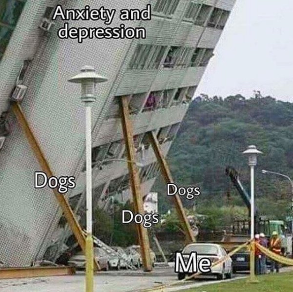 Dog Memes (25 pics)