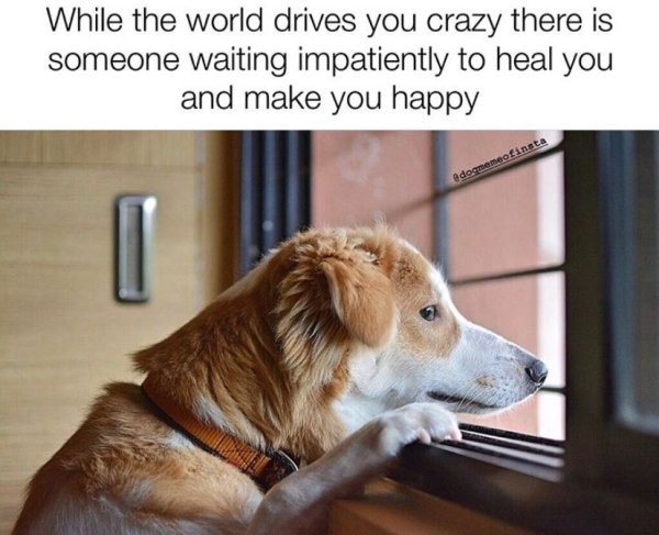 Dog Memes (25 pics)