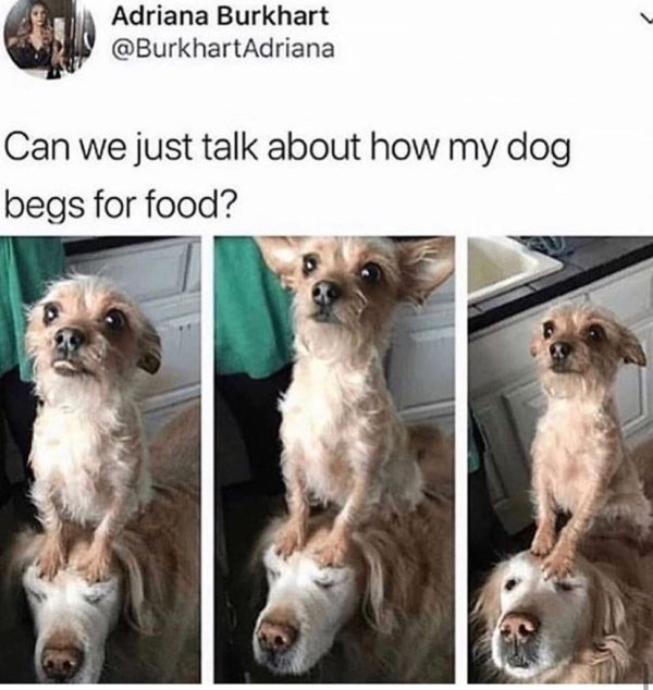 Dog Memes (25 pics)