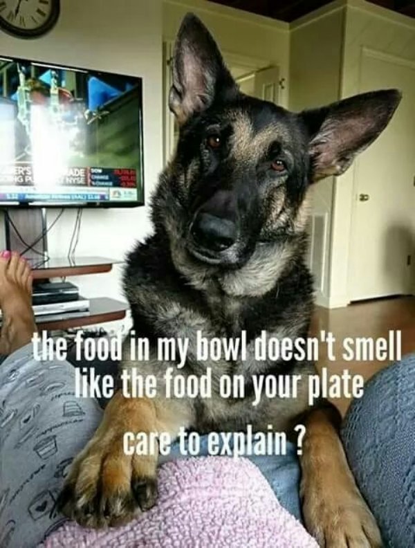 Dog Memes (25 pics)