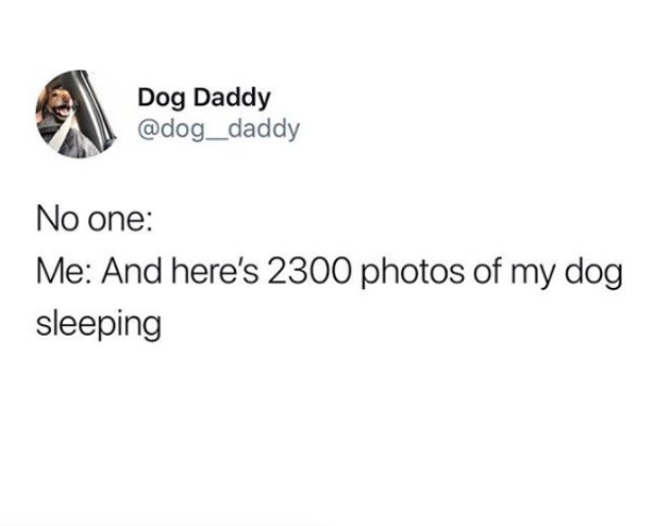 Dog Memes (25 pics)