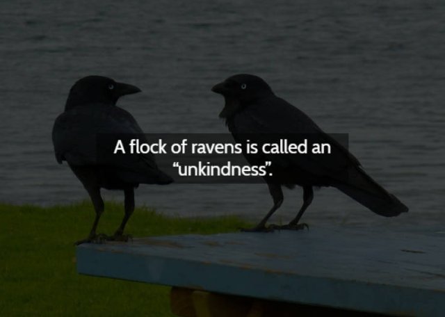 Strange & Spooky Facts (15 pics)