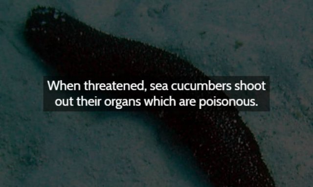 Strange & Spooky Facts (15 pics)