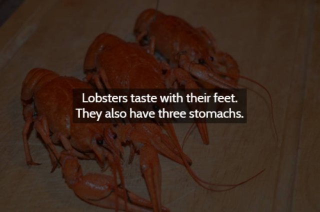 Strange & Spooky Facts (15 pics)
