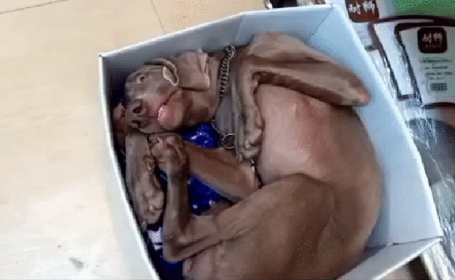 Acid Gifdump, November 11 (25 gifs)