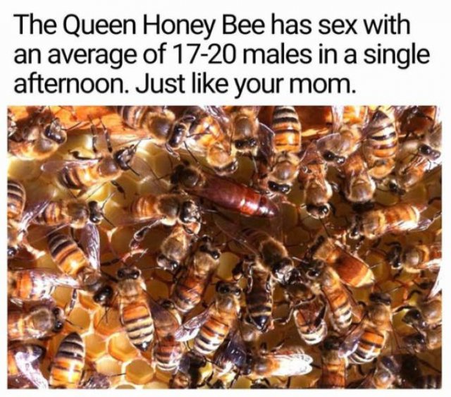 Random Funny Memes (38 pics)