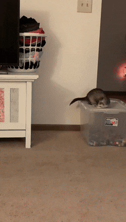 Acid Gifdump, November 13 (25 gifs)