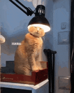 Acid Gifdump, November 13 (25 gifs)