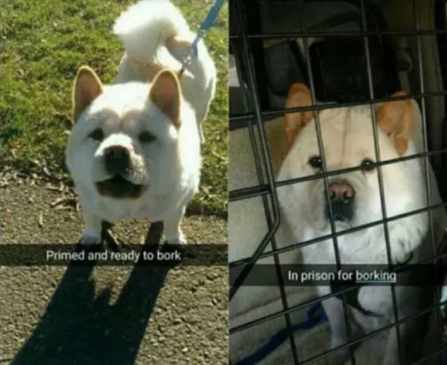 Dogs Memes (41 pics)