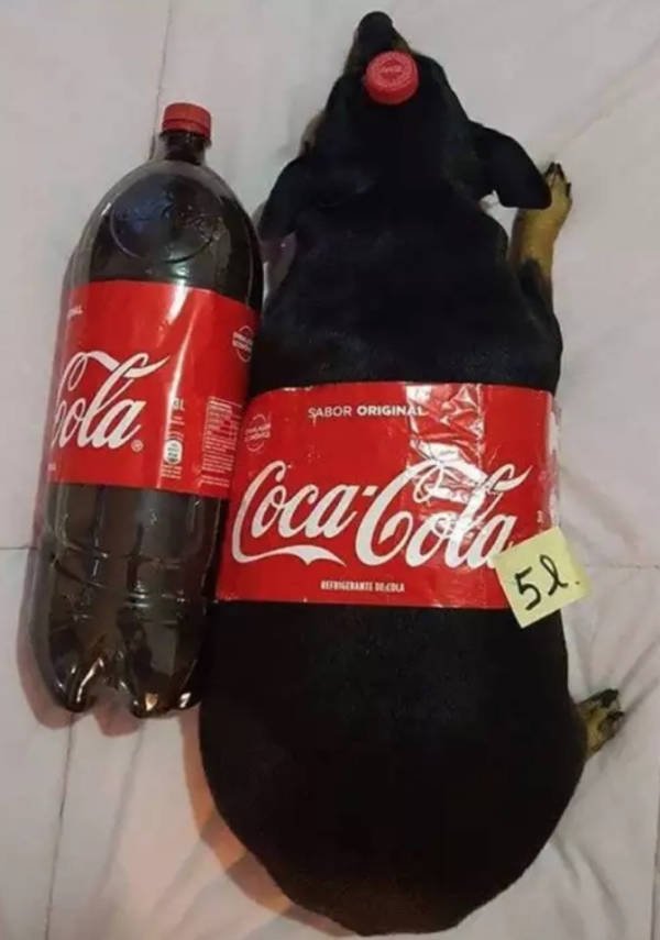 Dogs Memes (41 pics)